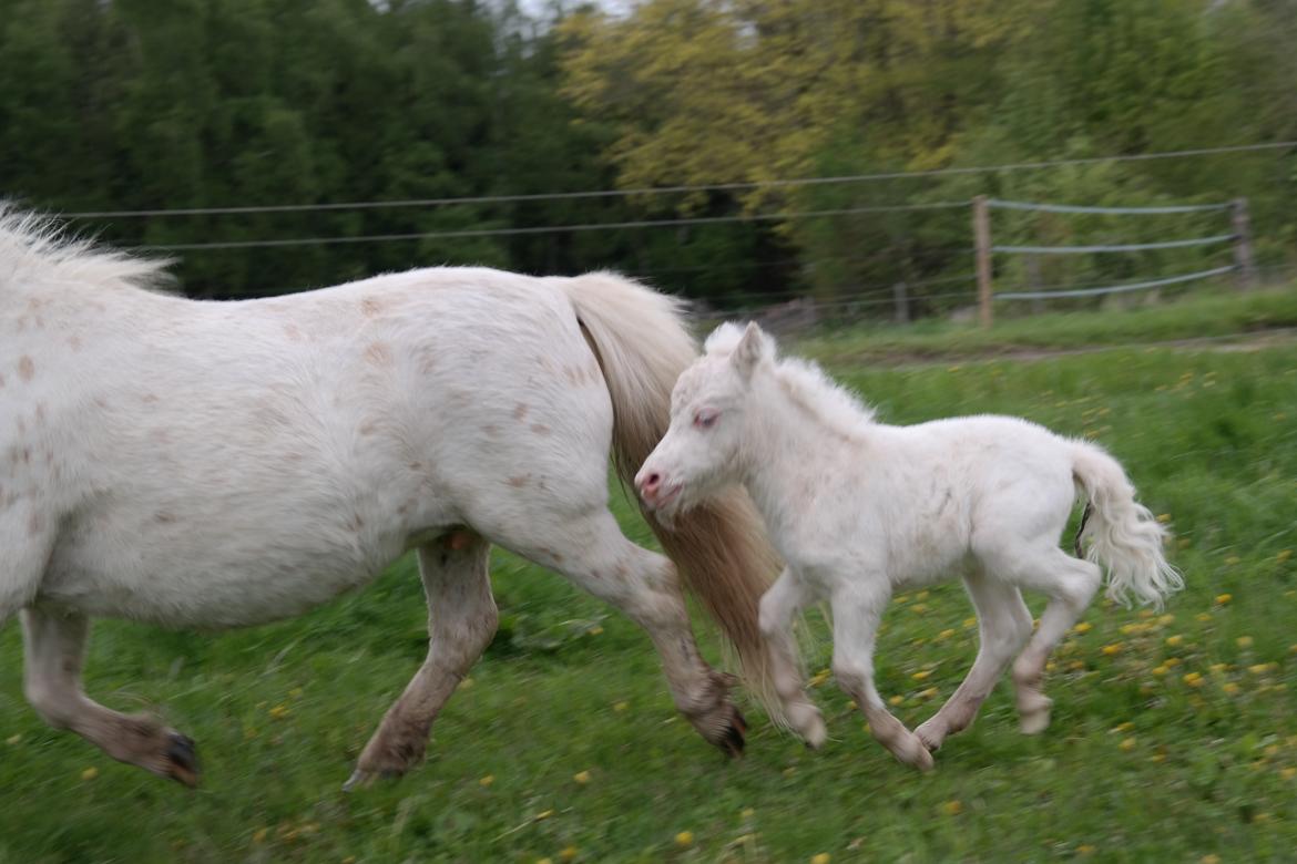 Anden særlig race Kildens Klara *mikrohest* billede 46
