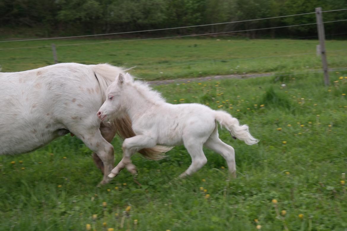 Anden særlig race Kildens Klara *mikrohest* billede 47