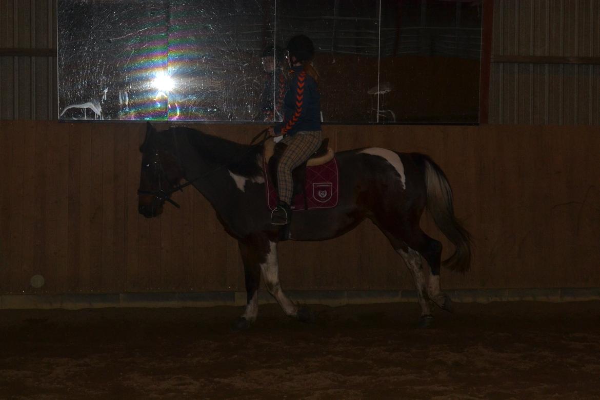 Pinto Jackie  billede 16