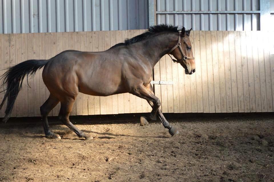 Fuldblod (XX) Nightstar xx - Lækker fyr <3 billede 9