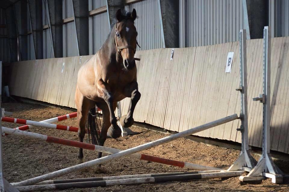 Fuldblod (XX) Nightstar xx - Første gang han løsspringer  billede 18