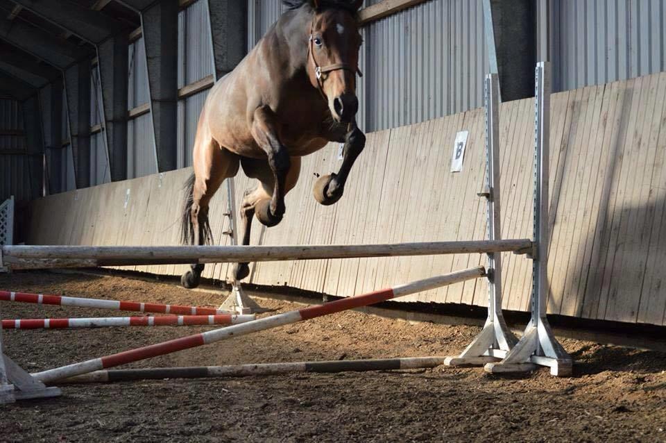 Fuldblod (XX) Nightstar xx - Første gang han løsspringer  billede 17