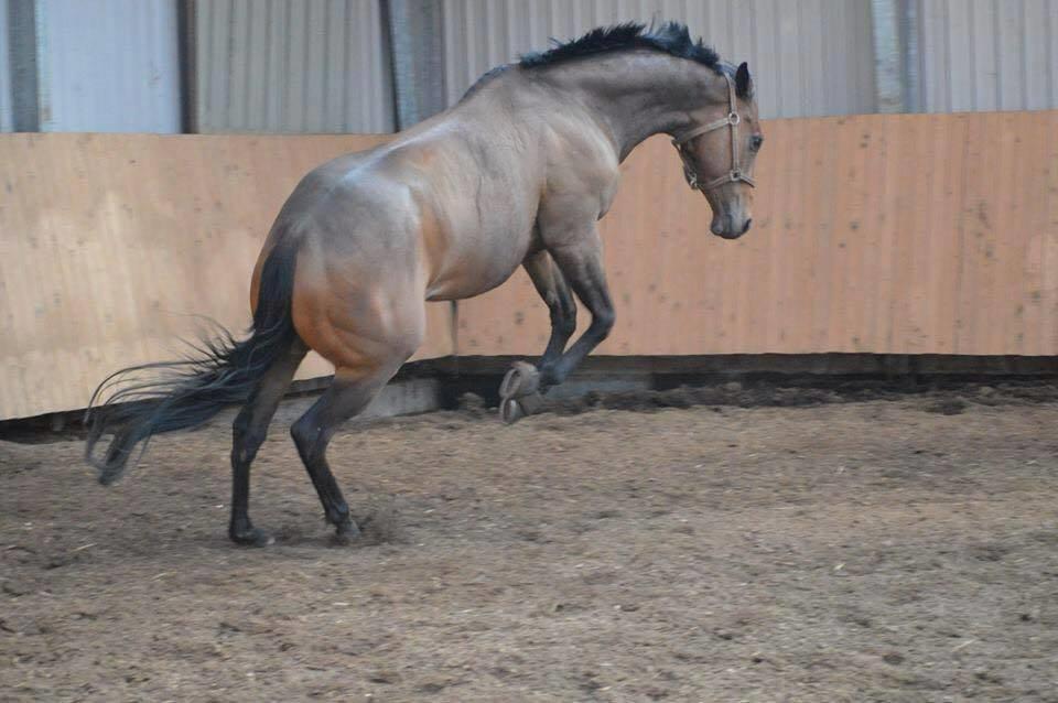 Fuldblod (XX) Nightstar xx - Det er sjovt det her!  billede 12