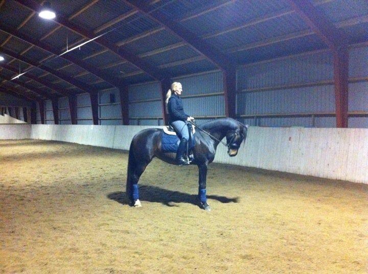 Anden særlig race Mokaia billede 6