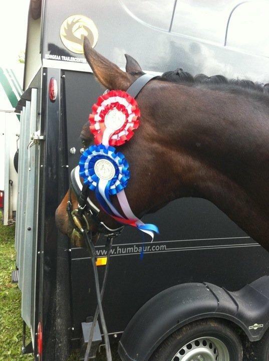 Anden særlig race Mokaia billede 8