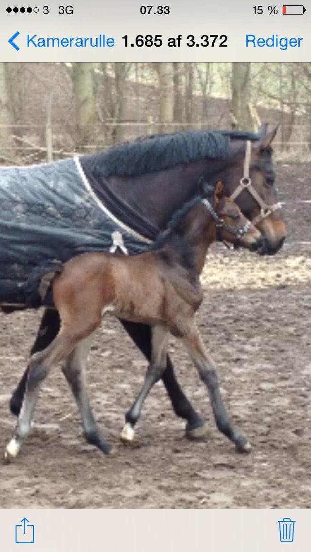 Anden særlig race Mokaia billede 9