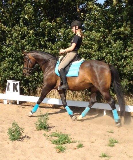 Anden særlig race Mokaia billede 10