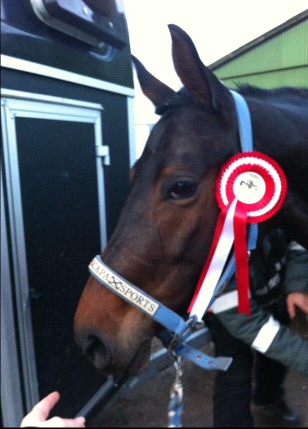 Anden særlig race Mokaia billede 12