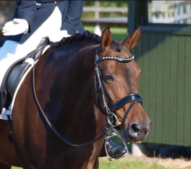 Anden særlig race Mokaia billede 16