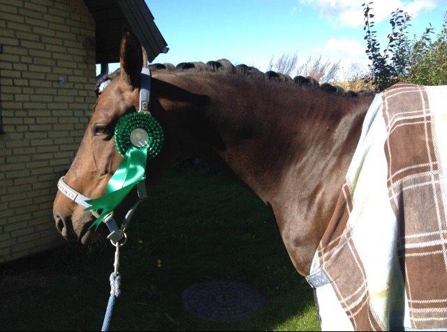 Anden særlig race Mokaia billede 17