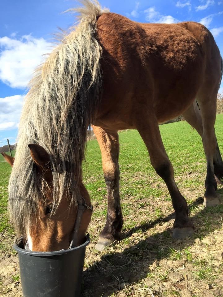 Anden særlig race Revsgaards Primo - Maj 2015 billede 33