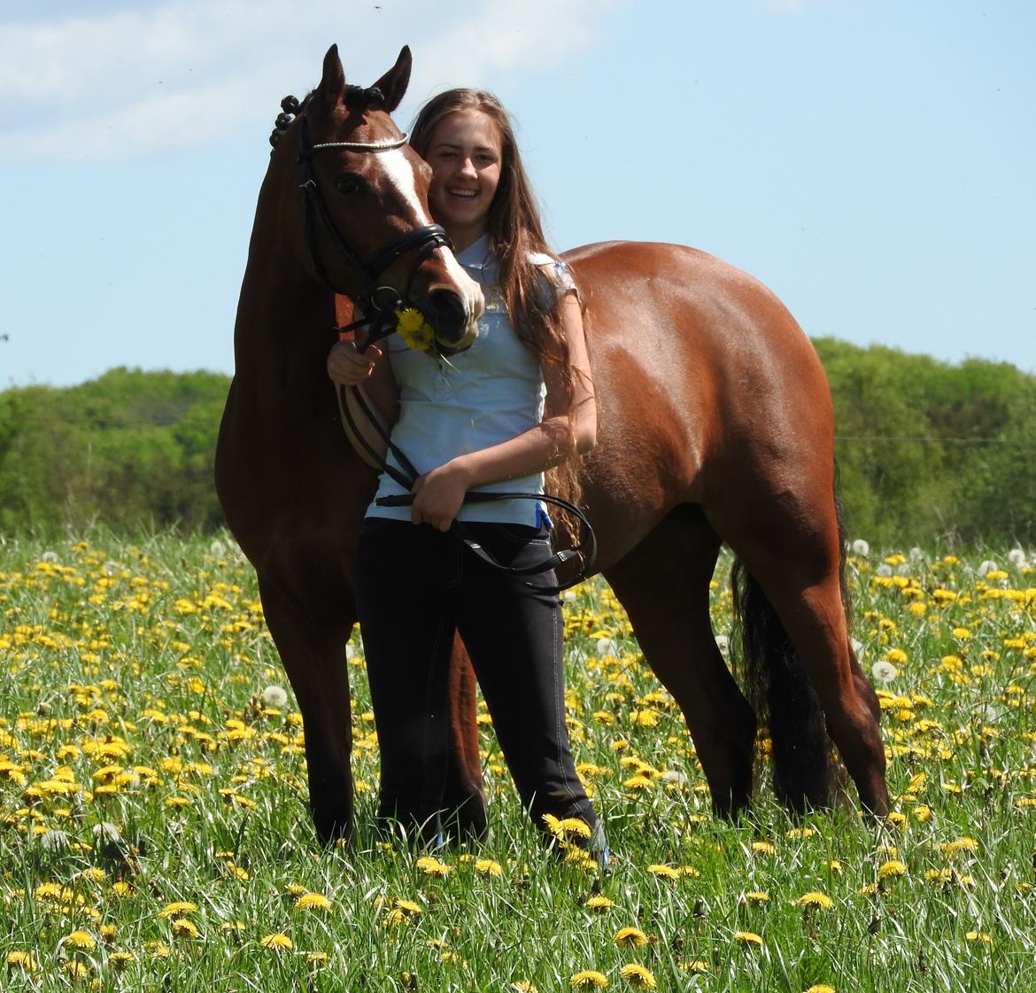 Welsh Partbred (Sec F) Katrinebjergs Ronja   A-pony billede 11