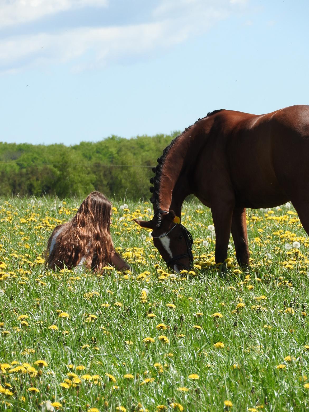 Welsh Partbred (Sec F) Katrinebjergs Ronja   A-pony billede 13