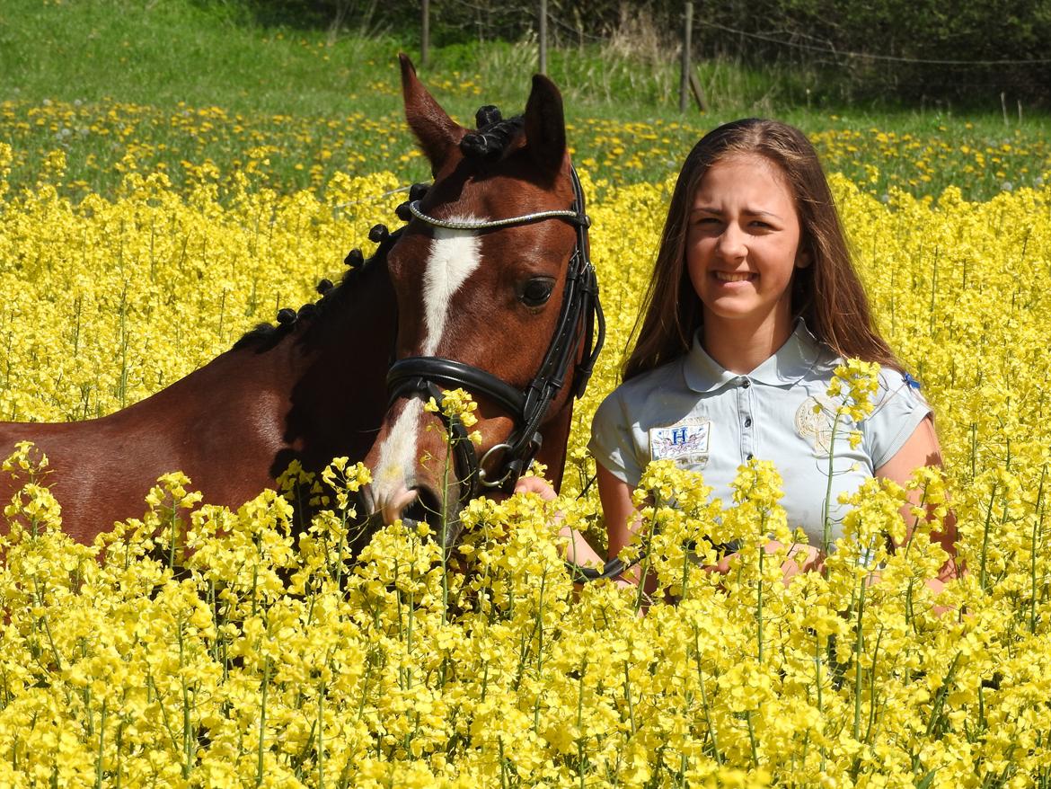 Welsh Partbred (Sec F) Katrinebjergs Ronja   A-pony billede 8