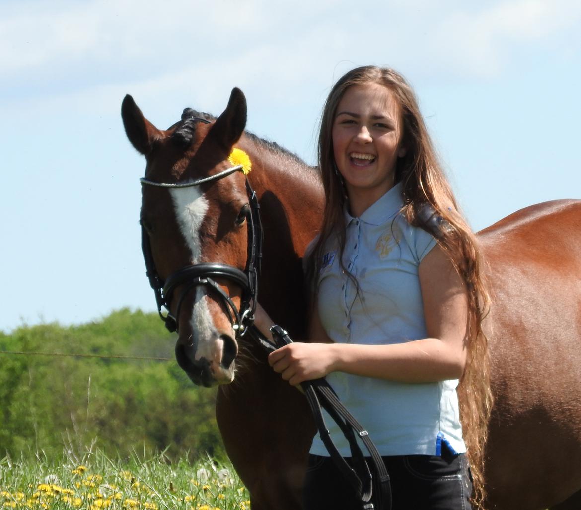 Welsh Partbred (Sec F) Katrinebjergs Ronja   A-pony billede 4