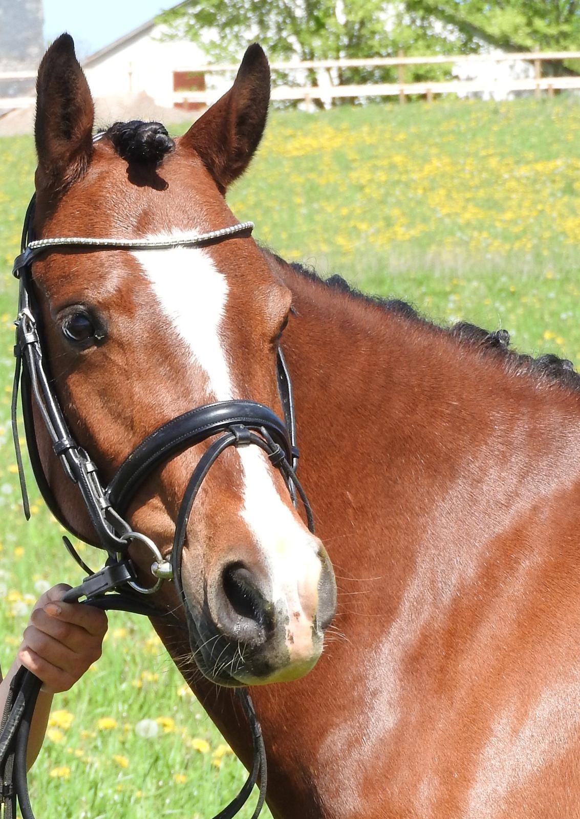 Welsh Partbred (Sec F) Katrinebjergs Ronja   A-pony billede 5