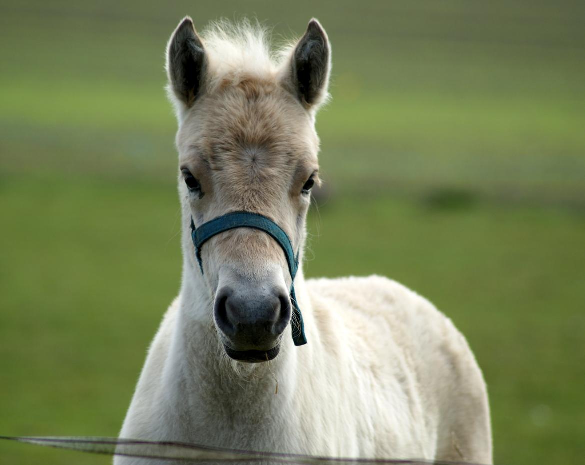 Fjordhest Klostermarkens felix billede 4