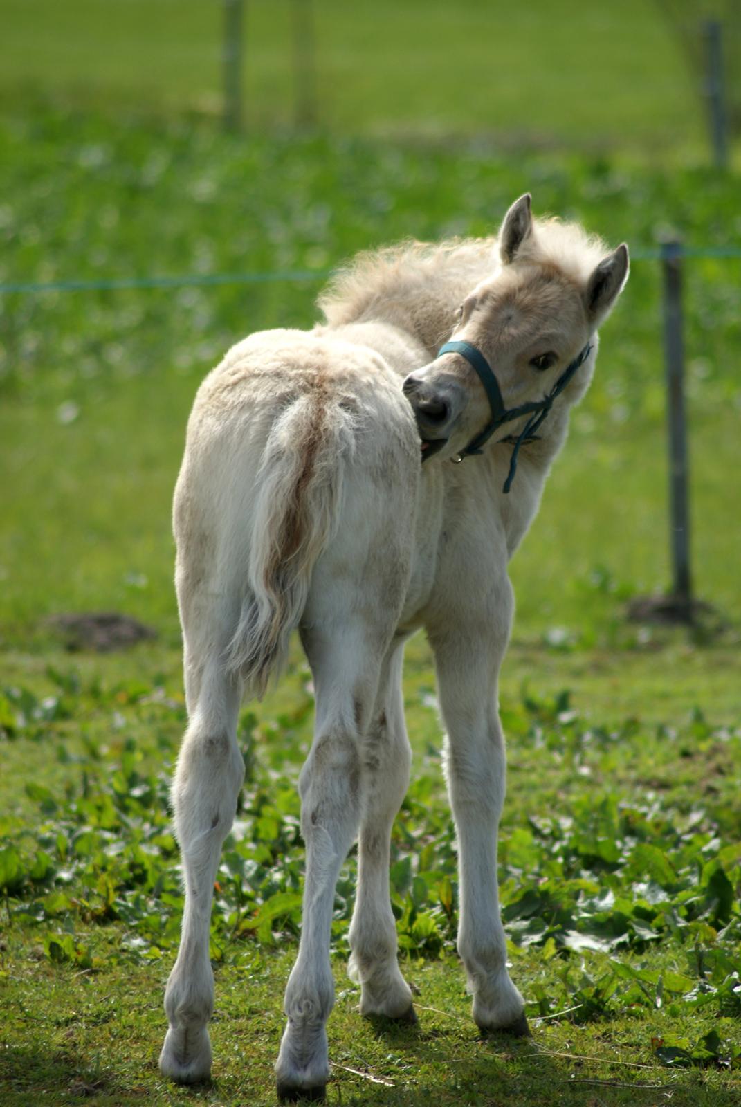 Fjordhest Klostermarkens felix billede 10