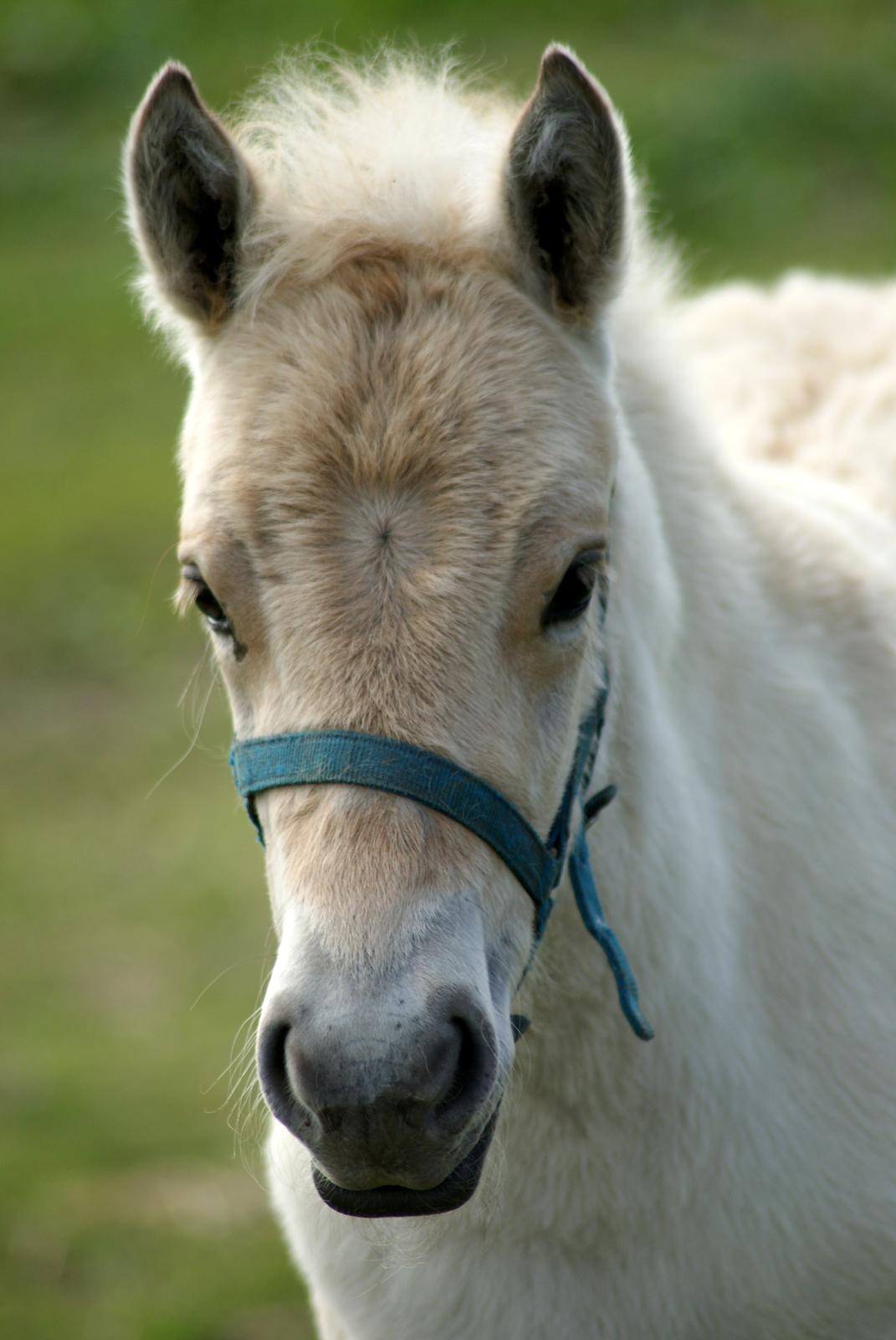 Fjordhest Klostermarkens felix billede 6