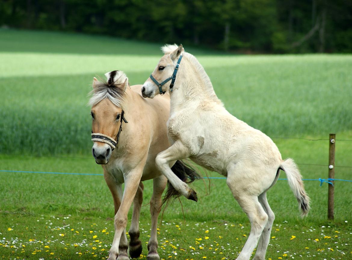 Fjordhest Klostermarkens felix billede 5
