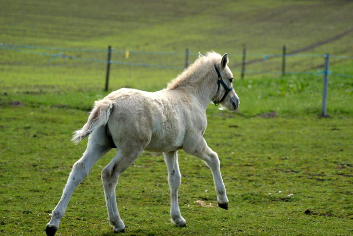 Fjordhest Klostermarkens felix billede 9