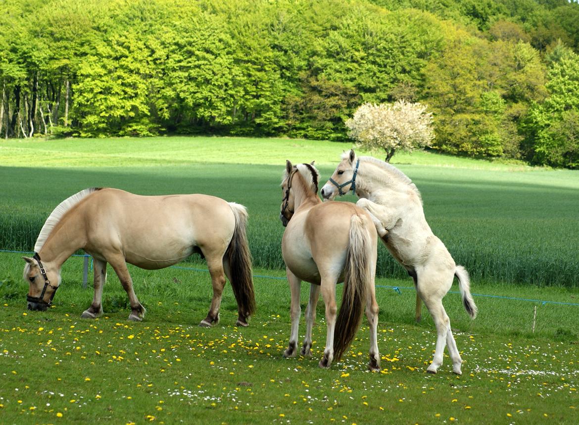 Fjordhest Klostermarkens felix billede 8