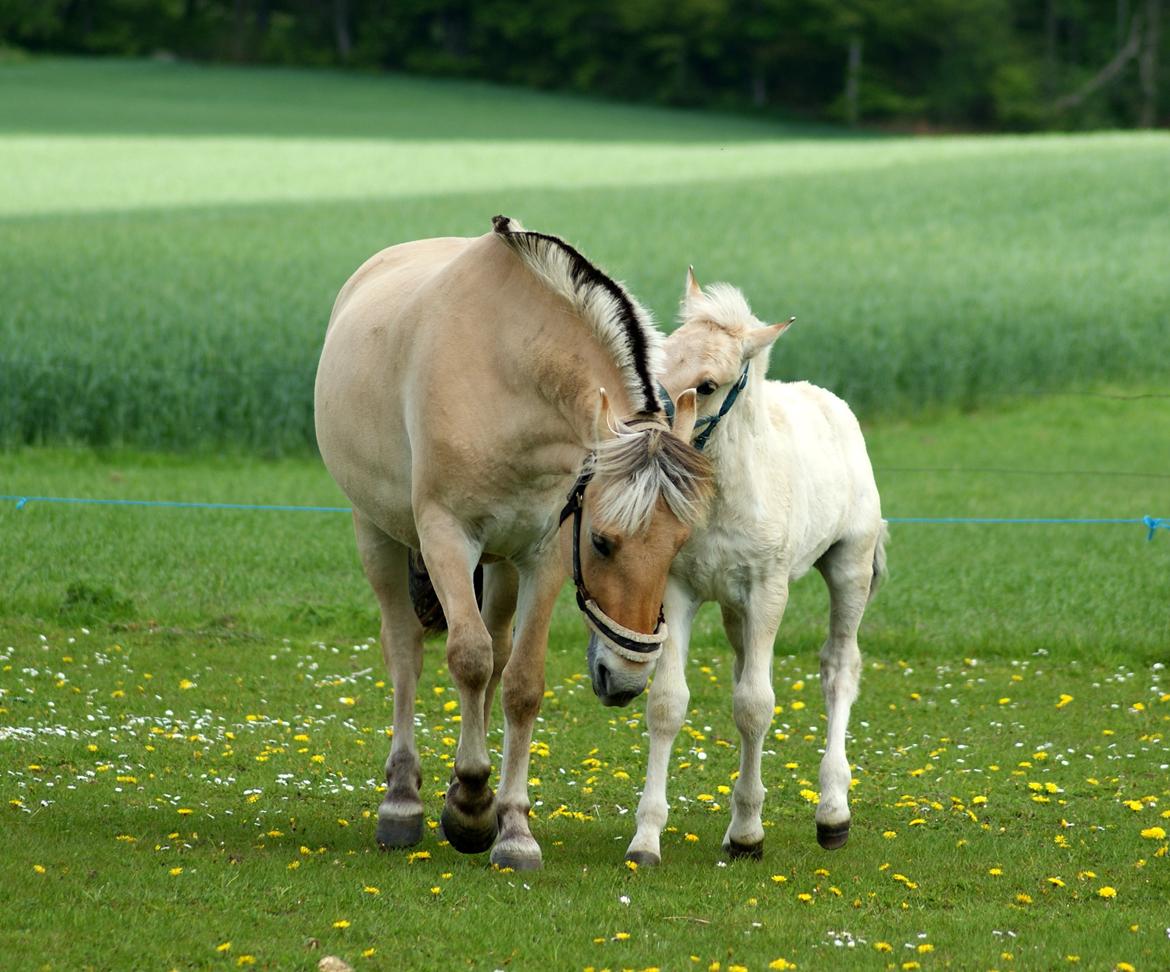 Fjordhest Klostermarkens felix billede 7