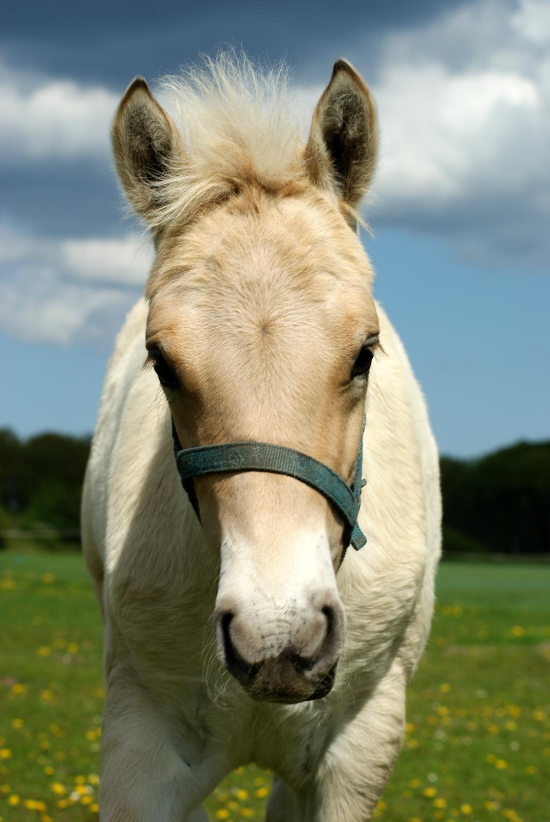 Fjordhest Klostermarkens felix billede 1