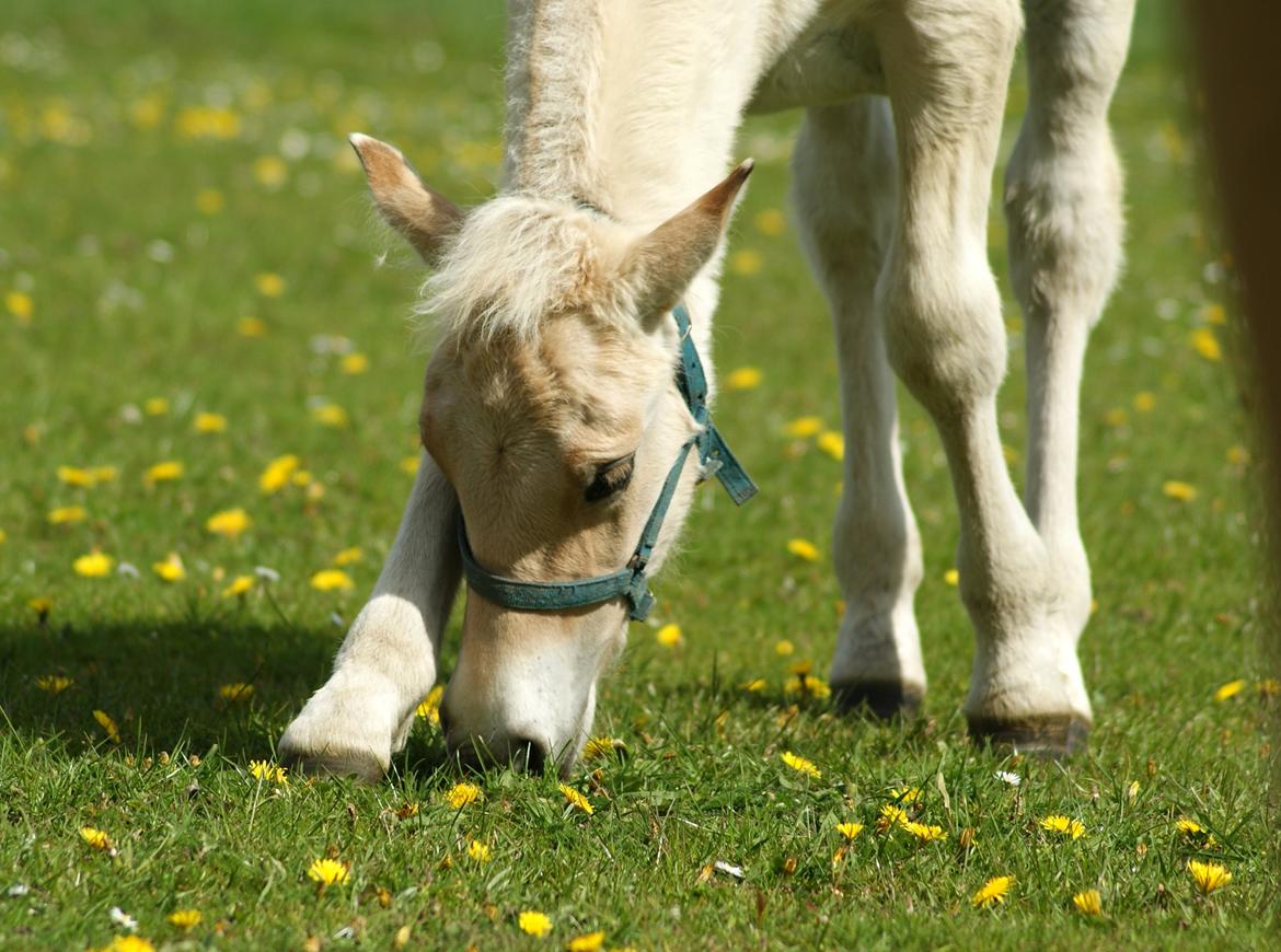 Fjordhest Klostermarkens felix billede 3