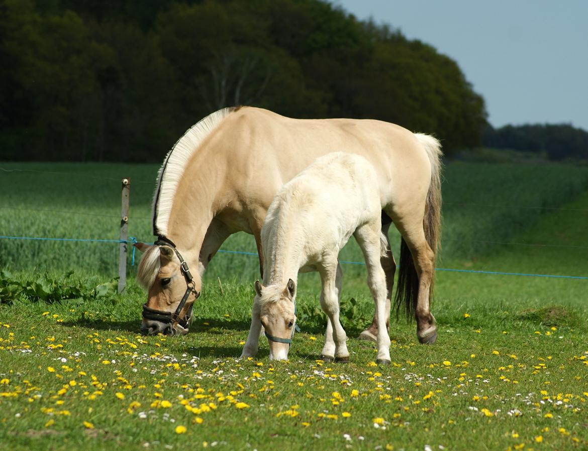 Fjordhest Klostermarkens felix billede 2