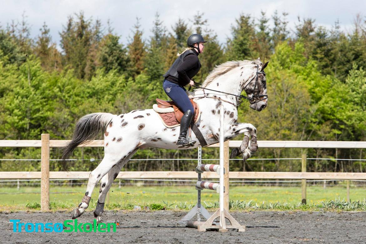 Knabstrupper Udgårds Danneskiold billede 2