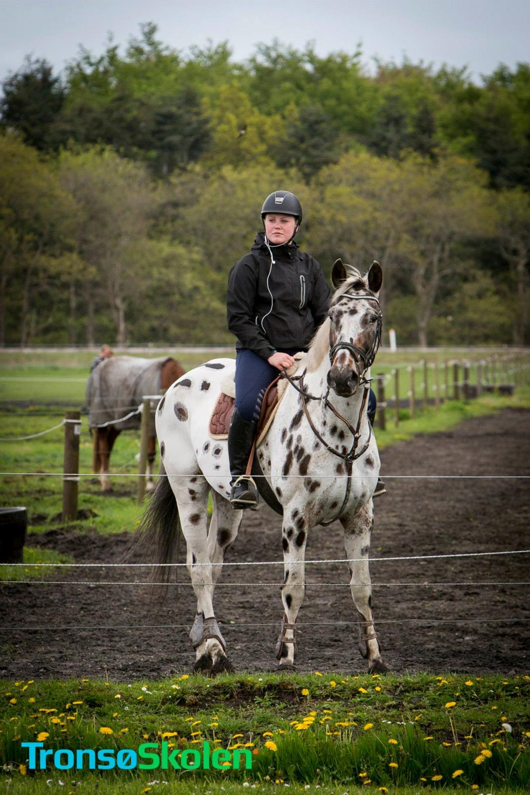 Knabstrupper Udgårds Danneskiold billede 12