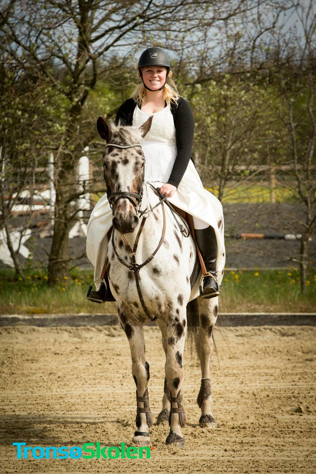Knabstrupper Udgårds Danneskiold billede 5