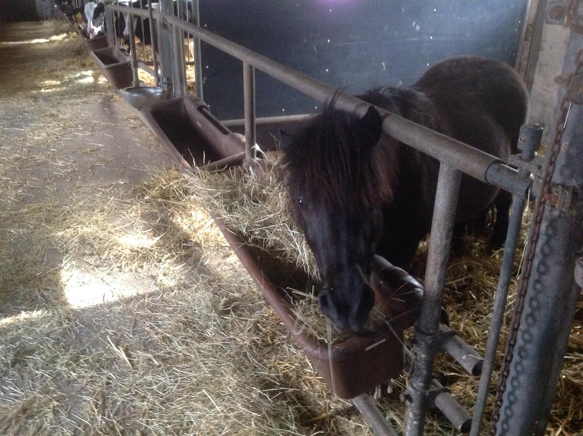 Shetlænder mauda (den sødeste lille pony)  savnet men solgt  billede 31