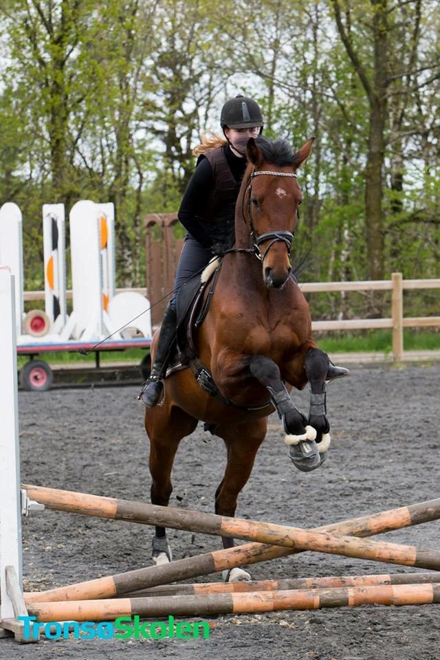 Dansk Varmblod Focus billede 3