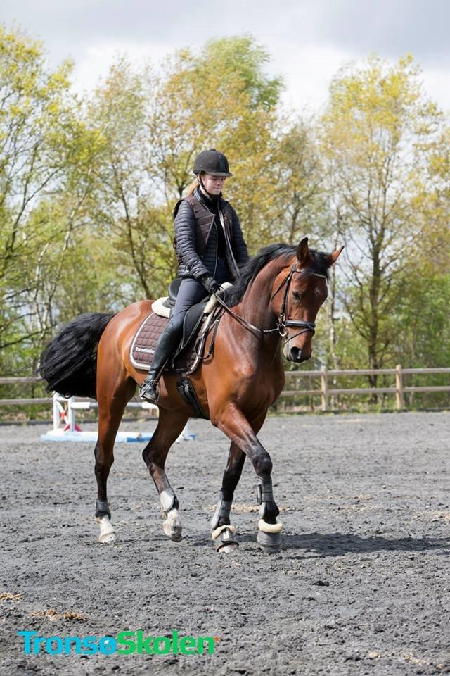 Dansk Varmblod Focus billede 1