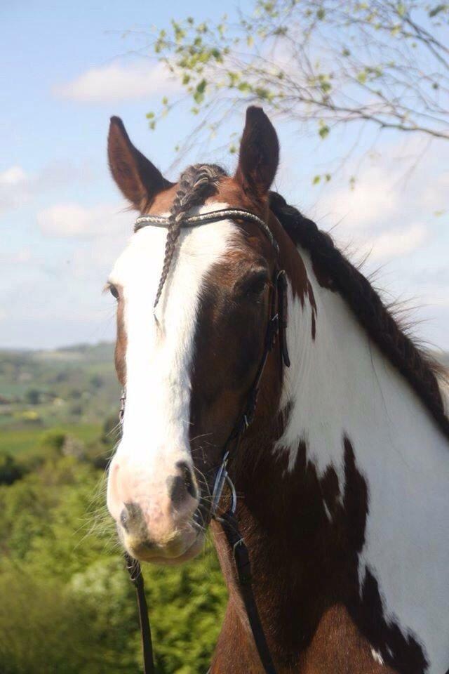 Tinker Holtholms Jolly Jumper billede 6