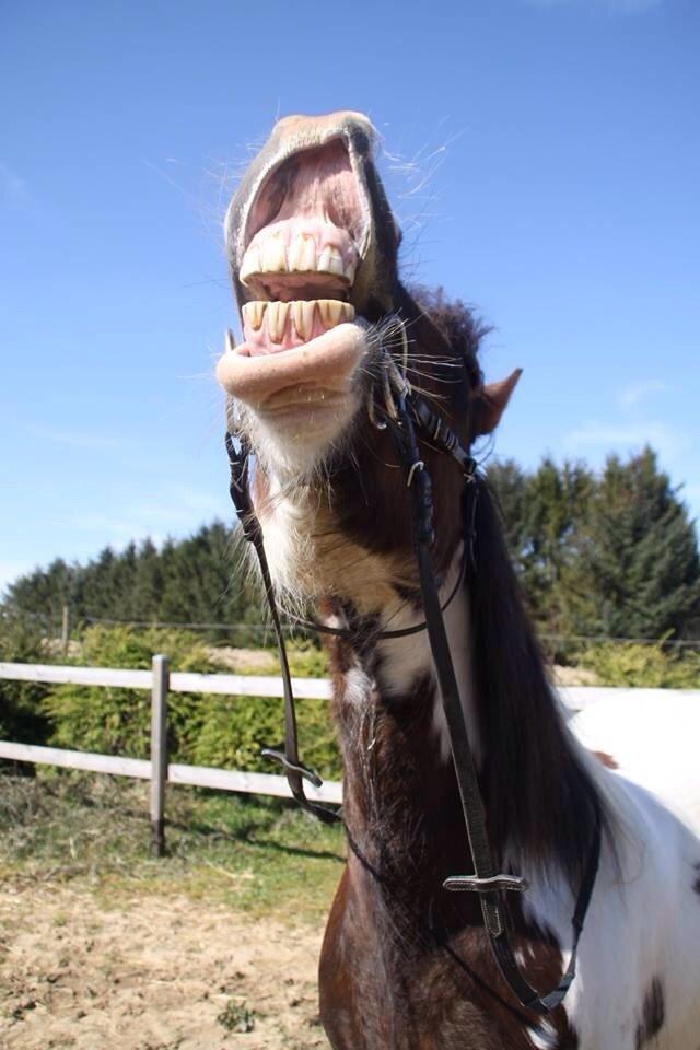 Tinker Holtholms Jolly Jumper billede 13