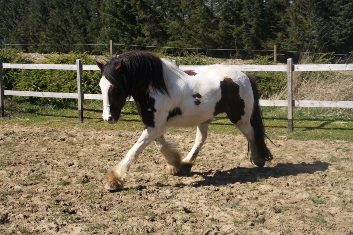 Tinker Holtholms Jolly Jumper billede 10