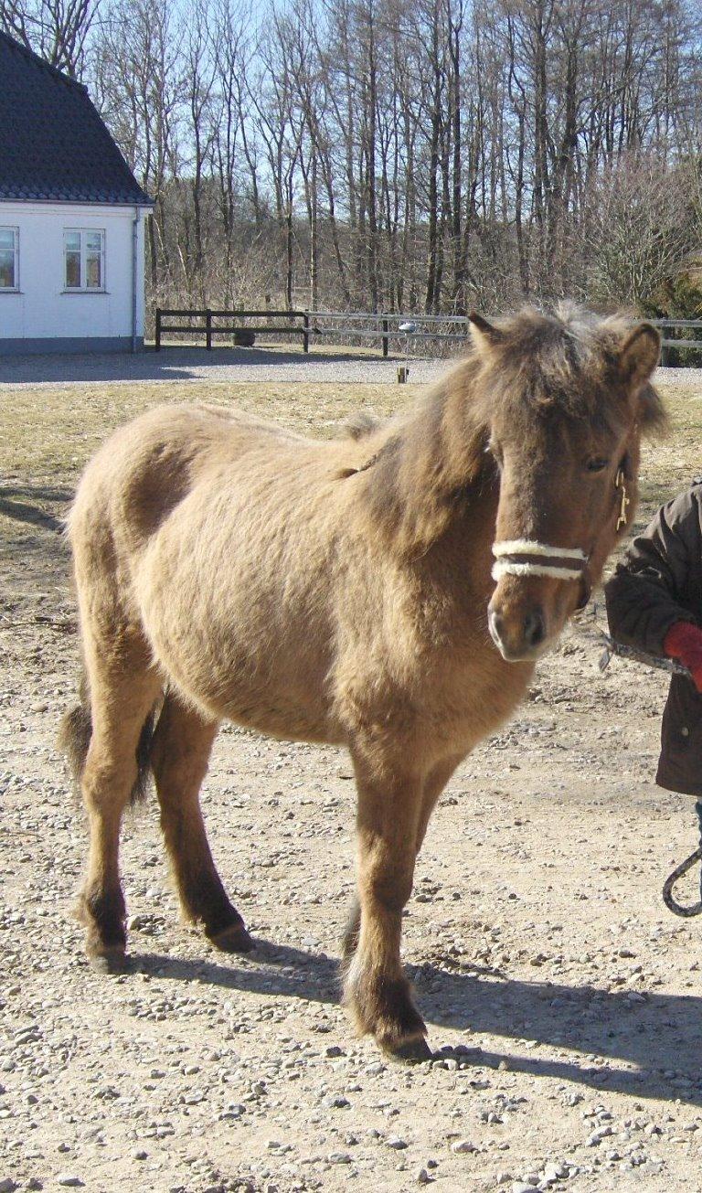Islænder Olga fra Jespersgaarde billede 3