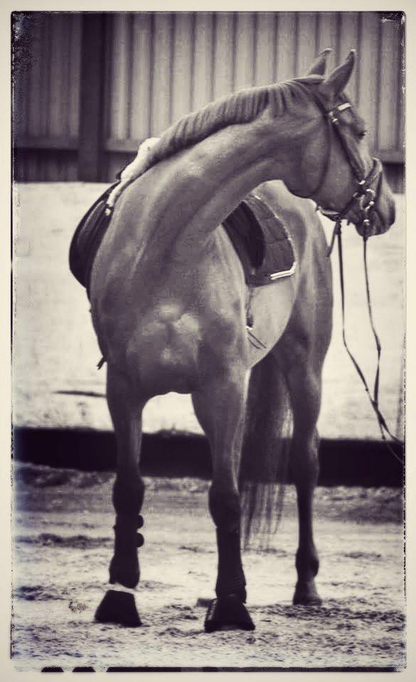 Dansk Varmblod Consita billede 7