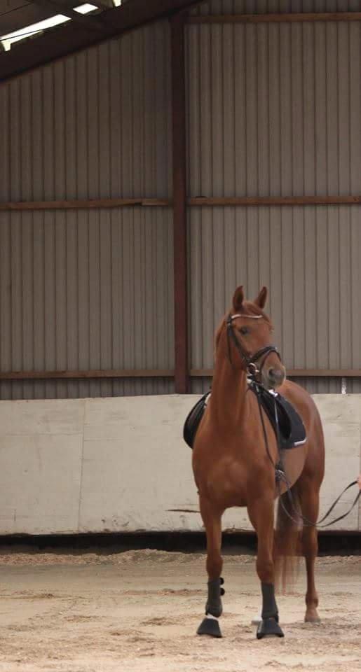 Dansk Varmblod Consita billede 8