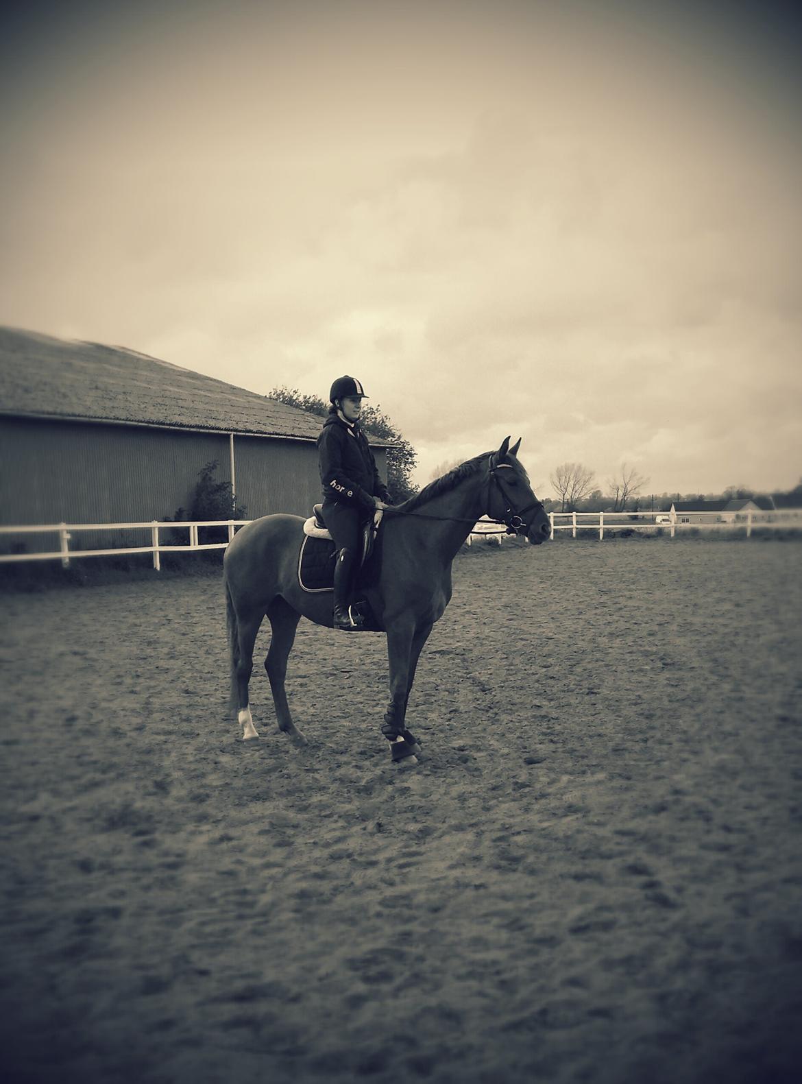 Dansk Varmblod Consita billede 9