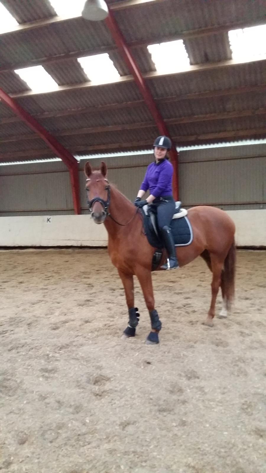 Dansk Varmblod Consita billede 10