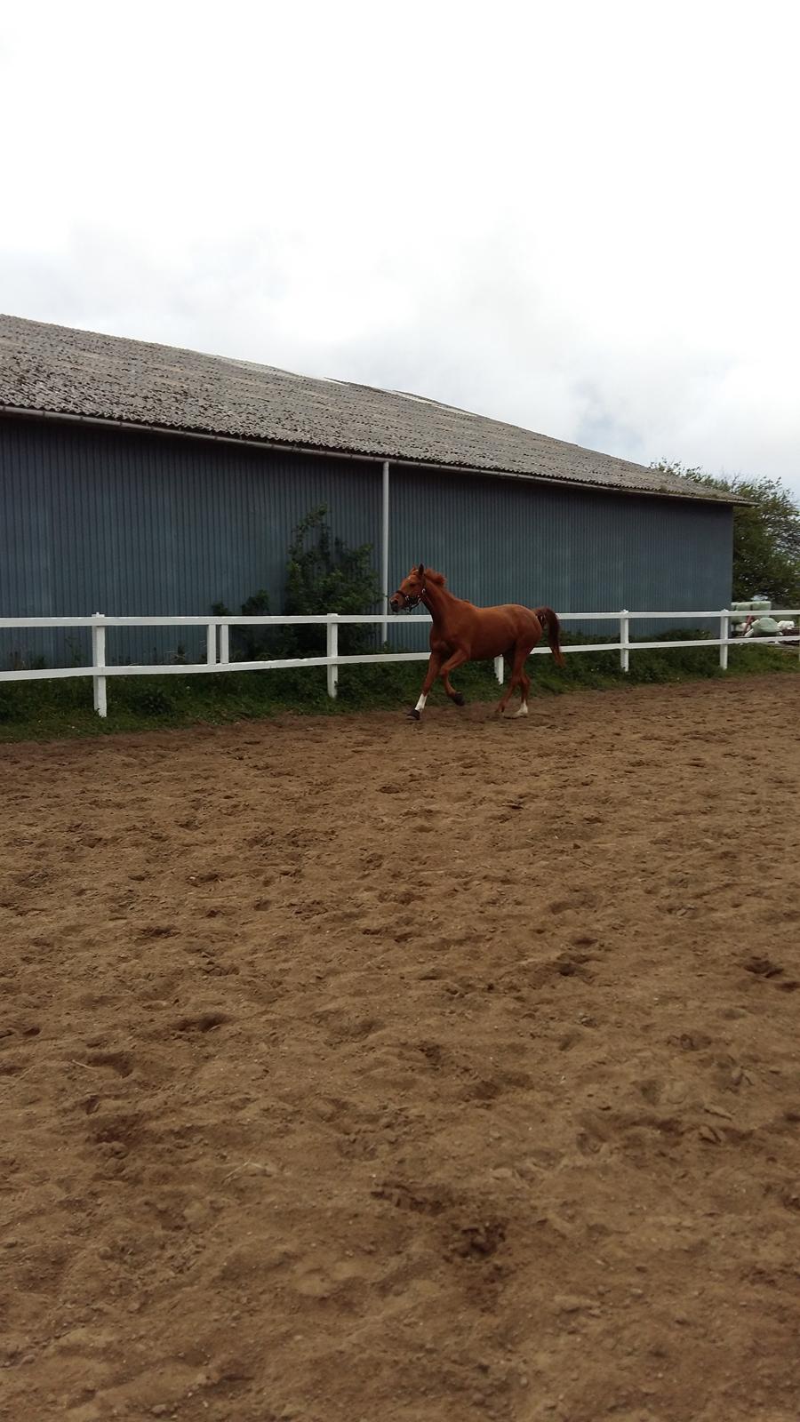 Dansk Varmblod Consita billede 11