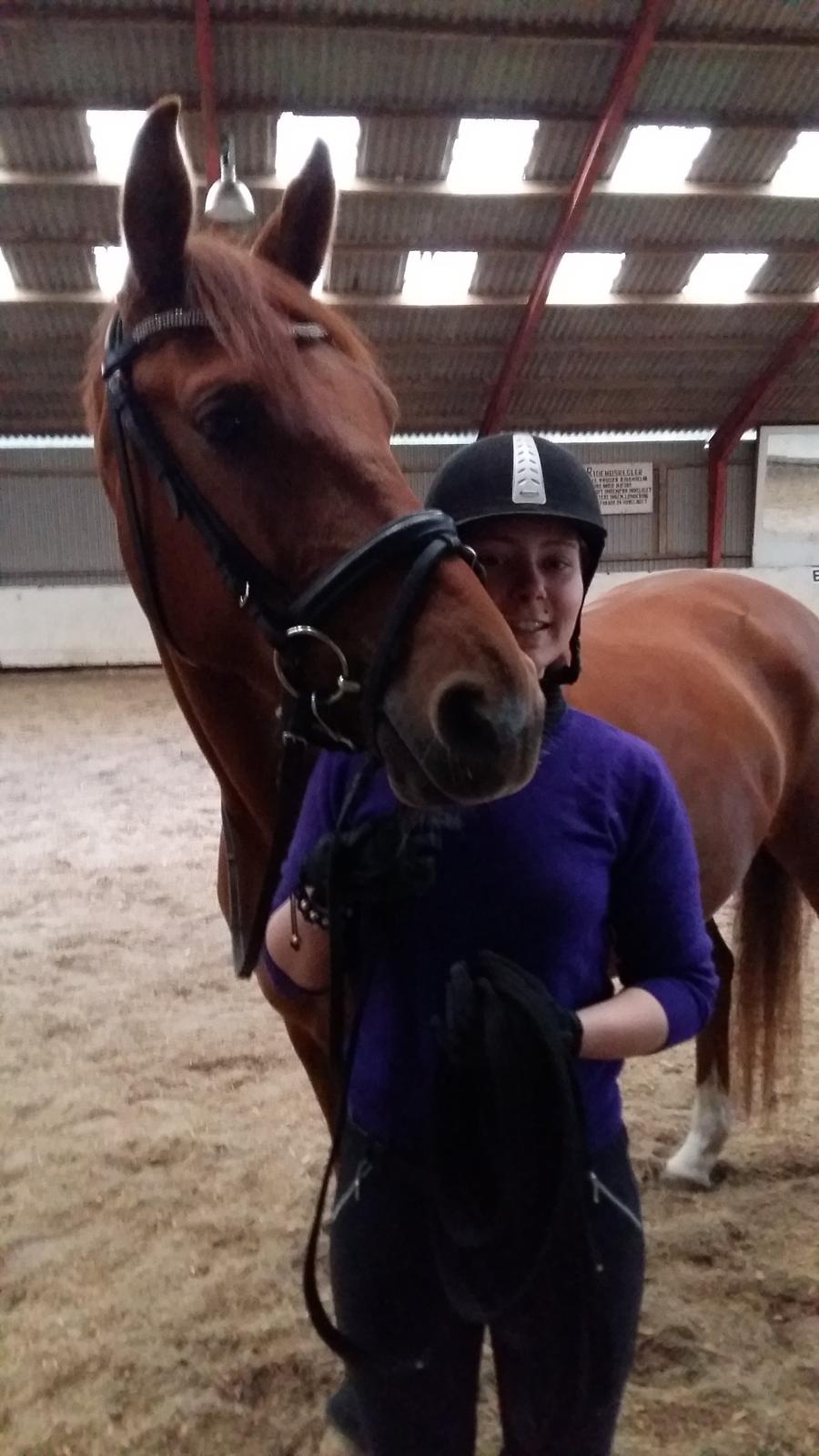 Dansk Varmblod Consita billede 12