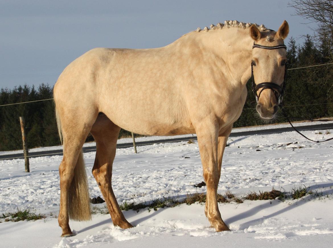 Palomino Lillelunds Pandora billede 9