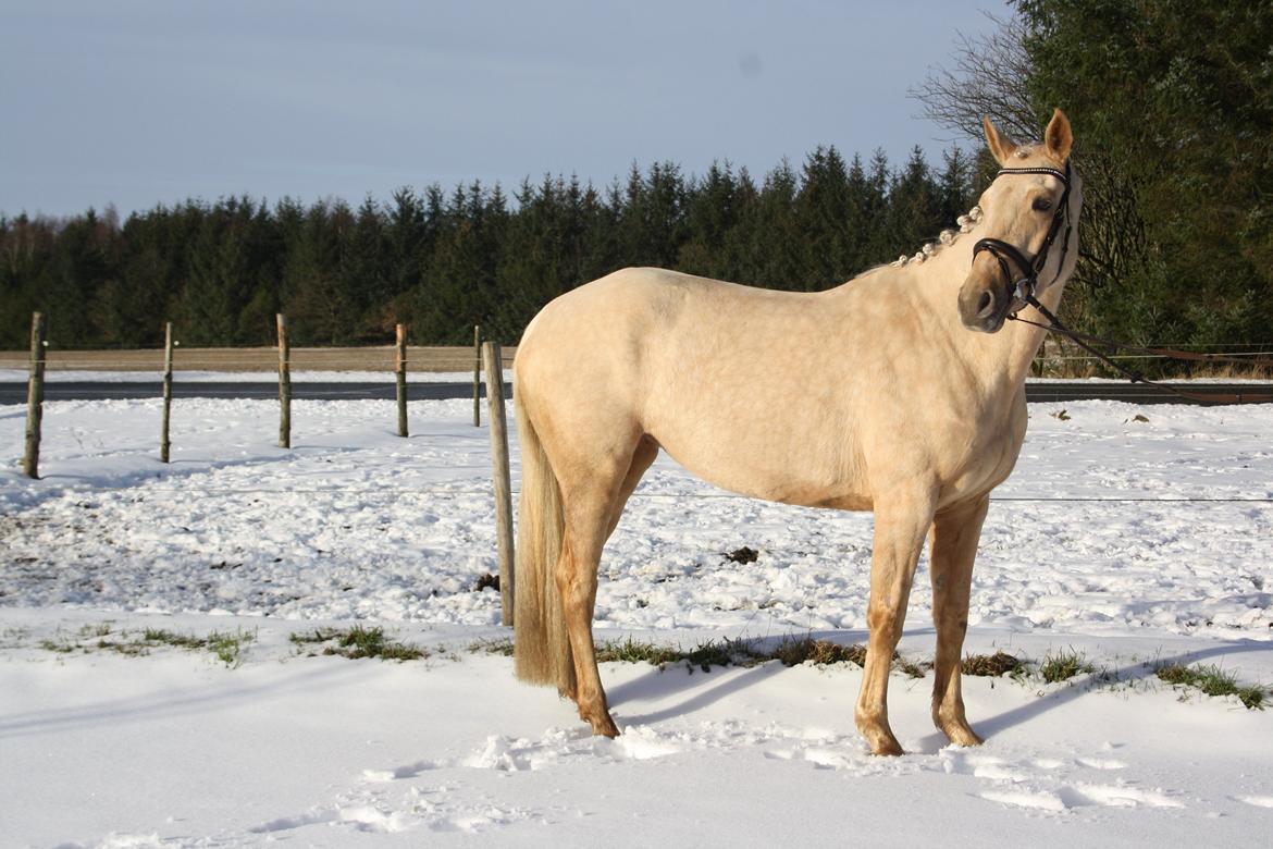 Palomino Lillelunds Pandora billede 6