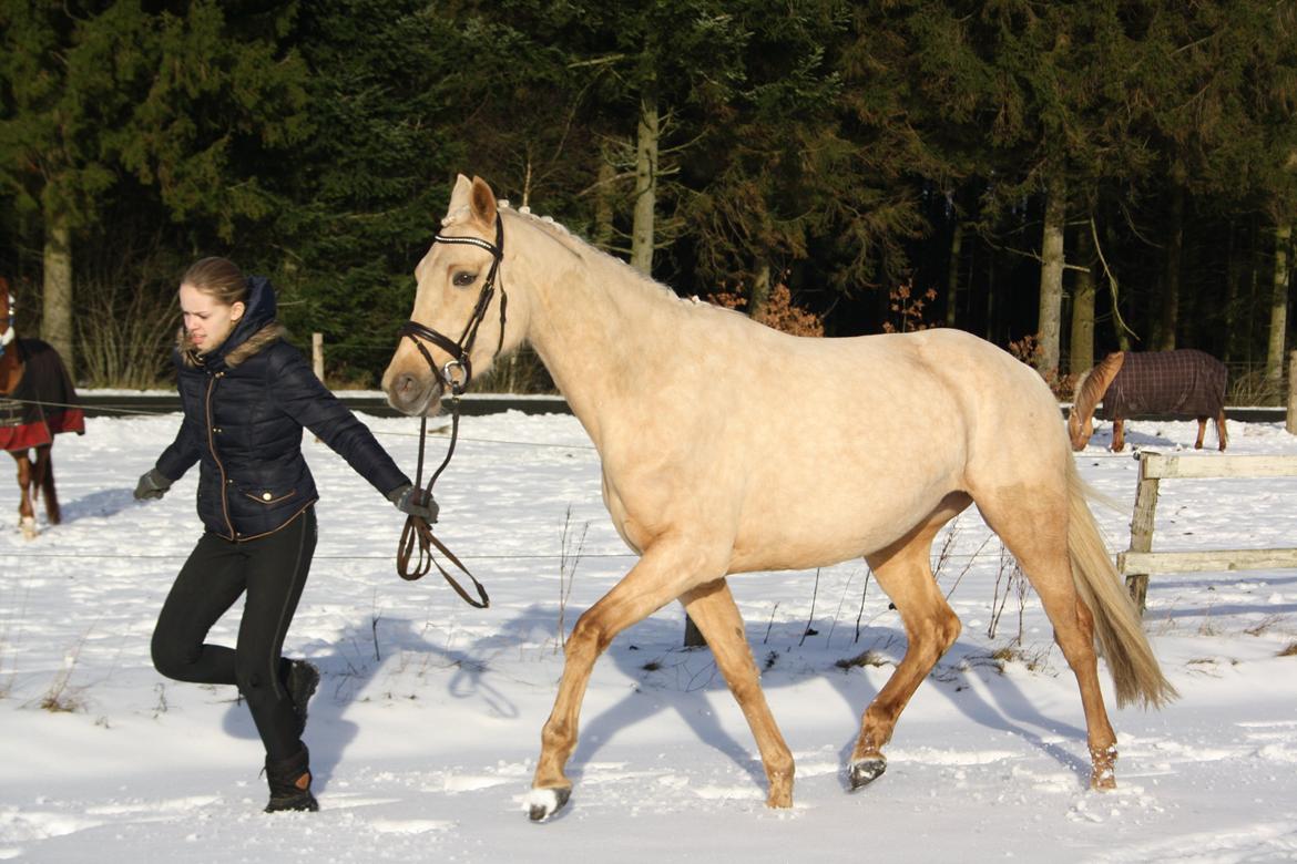 Palomino Lillelunds Pandora billede 8