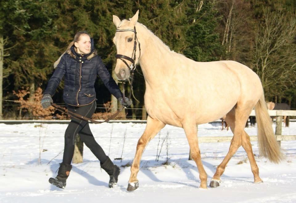 Palomino Lillelunds Pandora billede 7